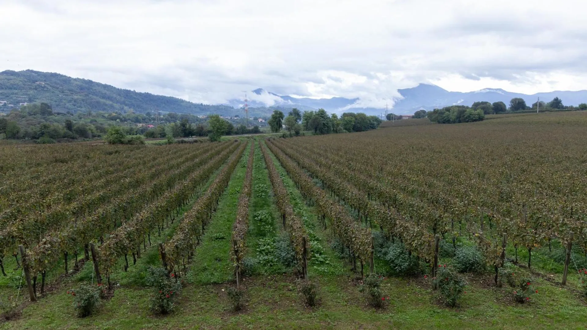 Agriturismo Ripa Del Bosco Capriolo